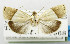  (Imma semiclara - USNM ENT 01068614)  @14 [ ] Unspecified (default): All Rights Reserved  Unspecified Unspecified