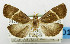  (Imma gloriana - USNM ENT 01068620)  @14 [ ] Unspecified (default): All Rights Reserved  Unspecified Unspecified