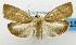  (Imma feaniensis - USNM ENT 01068622)  @14 [ ] Unspecified (default): All Rights Reserved  Unspecified Unspecified