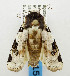  ( - USNM ENT 01068646)  @12 [ ] Unspecified (default): All Rights Reserved  Unspecified Unspecified