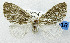  (Coamorpha - USNM ENT 01069231)  @11 [ ] Unspecified (default): All Rights Reserved  Unspecified Unspecified
