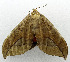  ( - USNM ENT 01069250)  @11 [ ] Unspecified (default): All Rights Reserved  Unspecified Unspecified