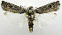  (Lophotarsia ochroprocta - USNM ENT 01069313)  @14 [ ] Unspecified (default): All Rights Reserved  Unspecified Unspecified
