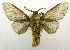  (Trosia brugea - USNM ENT 01069322)  @11 [ ] Unspecified (default): All Rights Reserved  Unspecified Unspecified