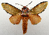  (Edebessa - USNM ENT 01069325)  @14 [ ] Unspecified (default): All Rights Reserved  Unspecified Unspecified