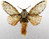  (Edebessa meunieri - USNM ENT 01069326)  @11 [ ] Unspecified (default): All Rights Reserved  Unspecified Unspecified