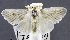  (Repnoa - USNM ENT 01069333)  @11 [ ] Unspecified (default): All Rights Reserved  Unspecified Unspecified