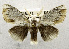  (Mesoscia terminata - USNM ENT 01069342)  @14 [ ] Unspecified (default): All Rights Reserved  Unspecified Unspecified