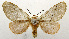  (Trosia fumosa - USNM ENT 01069351)  @11 [ ] Unspecified (default): All Rights Reserved  Unspecified Unspecified
