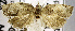  ( - USNM ENT 00799896)  @11 [ ] Unspecified (default): All Rights Reserved  Unspecified Unspecified
