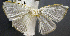  (Arctornis sp. ADW6078 - USNM ENT 00796627)  @11 [ ] Unspecified (default): All Rights Reserved  Unspecified Unspecified