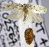  (DepressariidaeGEN sp. ACZ2217 - USNM ENT 01012439)  @11 [ ] Unspecified (default): All Rights Reserved  Unspecified Unspecified