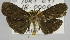  ( - USNM ENT 00931940)  @11 [ ] Unspecified (default): All Rights Reserved  Unspecified Unspecified