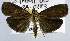  ( - USNM ENT 00799284)  @11 [ ] Unspecified (default): All Rights Reserved  Unspecified Unspecified