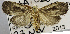  ( - USNM ENT 00799296)  @13 [ ] Unspecified (default): All Rights Reserved  Unspecified Unspecified