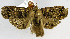  ( - USNM ENT 00799560a)  @11 [ ] Unspecified (default): All Rights Reserved  Unspecified Unspecified