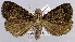  (Piratisca - USNM ENT 00932622)  @14 [ ] Unspecified (default): All Rights Reserved  Unspecified Unspecified
