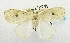  (Dura sp. AAN8527 - USNM ENT 00511457)  @14 [ ] Unspecified (default): All Rights Reserved  Unspecified Unspecified