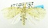  (Dura sp. ABW9126 - USNM ENT 00511465)  @12 [ ] Unspecified (default): All Rights Reserved  Unspecified Unspecified