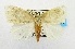  (Dura sp. AAZ9152 - USNM ENT 00511466)  @13 [ ] Unspecified (default): All Rights Reserved  Unspecified Unspecified