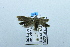 (Dichomeris sp. AAT9290 - USNM ENT 00511585)  @12 [ ] Unspecified (default): All Rights Reserved  Unspecified Unspecified