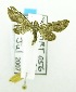  (Gymnoscelis sp. ABV0549 - USNM ENT 00511716)  @13 [ ] Unspecified (default): All Rights Reserved  Unspecified Unspecified