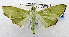  ( - USNM ENT 00659632)  @14 [ ] CreativeCommons - Attribution Share-Alike (2016) Unspecified National Museum of Natural History, Smithsonian Institution