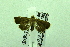  (Imma niveiciliella - USNM ENT 00660666)  @12 [ ] Unspecified (default): All Rights Reserved  Unspecified Unspecified