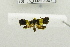  (Loboschiza callizona - USNM ENT 00662791)  @13 [ ] Unspecified (default): All Rights Reserved  Unspecified Unspecified