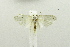  (Scythropiodes scirbaria - USNM ENT 00664269)  @13 [ ] Unspecified (default): All Rights Reserved  Unspecified Unspecified