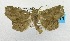  (Focillodes sp. AAZ9141 - USNM ENT 00682196)  @13 [ ] Unspecified (default): All Rights Reserved  Unspecified Unspecified