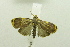  (Imma sp. AAU5708 - USNM ENT 00697155)  @15 [ ] Unspecified (default): All Rights Reserved  Unspecified Unspecified