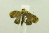  (Imma sp. AAU5709 - USNM ENT 00701182)  @14 [ ] Unspecified (default): All Rights Reserved  Unspecified Unspecified