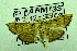 (Omiodes sp. AAN4614 - USNM ENT 00702011)  @13 [ ] Unspecified (default): All Rights Reserved  Unspecified Unspecified
