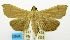  (Omiodes lasiocnemis - USNM ENT 00706834)  @14 [ ] Unspecified (default): All Rights Reserved  Unspecified Unspecified