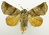  (Carea nr. tarika - USNM ENT 00706876)  @11 [ ] Unspecified (default): All Rights Reserved  Unspecified Unspecified