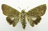  ( - USNM ENT 00706888)  @14 [ ] Unspecified (default): All Rights Reserved  Unspecified Unspecified