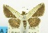  ( - USNM ENT 00706935)  @11 [ ] Unspecified (default): All Rights Reserved  Unspecified Unspecified