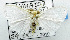  (Somena - USNM ENT 00711305)  @14 [ ] Unspecified (default): All Rights Reserved  Unspecified Unspecified