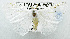  (Arctornis sp. ACK8100 - USNM ENT 00711402)  @14 [ ] Unspecified (default): All Rights Reserved  Unspecified Unspecified
