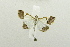  (Viettessa - USNM ENT 00719418)  @14 [ ] Unspecified (default): All Rights Reserved  Unspecified Unspecified