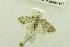  (Nola nr. poliophasma - USNM ENT 00719443)  @14 [ ] Unspecified (default): All Rights Reserved  Unspecified Unspecified