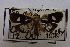  ( - USNM ENT 00730923)  @12 [ ] Unspecified (default): All Rights Reserved  Unspecified Unspecified