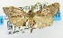  (Sacada albioculalis - USNM ENT 00731114a)  @14 [ ] Unspecified (default): All Rights Reserved  Unspecified Unspecified