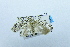  ( - USNM ENT 00731800)  @12 [ ] Unspecified (default): All Rights Reserved  Unspecified Unspecified
