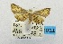  (Hypolamprus bastialis - USNM ENT 00731973)  @13 [ ] Unspecified (default): All Rights Reserved  Unspecified Unspecified
