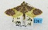  (Endotricha munroei - USNM ENT 00732005)  @14 [ ] Unspecified (default): All Rights Reserved  Unspecified Unspecified