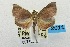  (Endotricha chionosema - USNM ENT 00732017)  @14 [ ] Unspecified (default): All Rights Reserved  Unspecified Unspecified