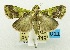  ( - USNM ENT 00732107)  @11 [ ] Unspecified (default): All Rights Reserved  Unspecified Unspecified