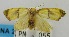  (Trischalis iridescens - USNM ENT 00732187)  @14 [ ] Unspecified (default): All Rights Reserved  Unspecified Unspecified